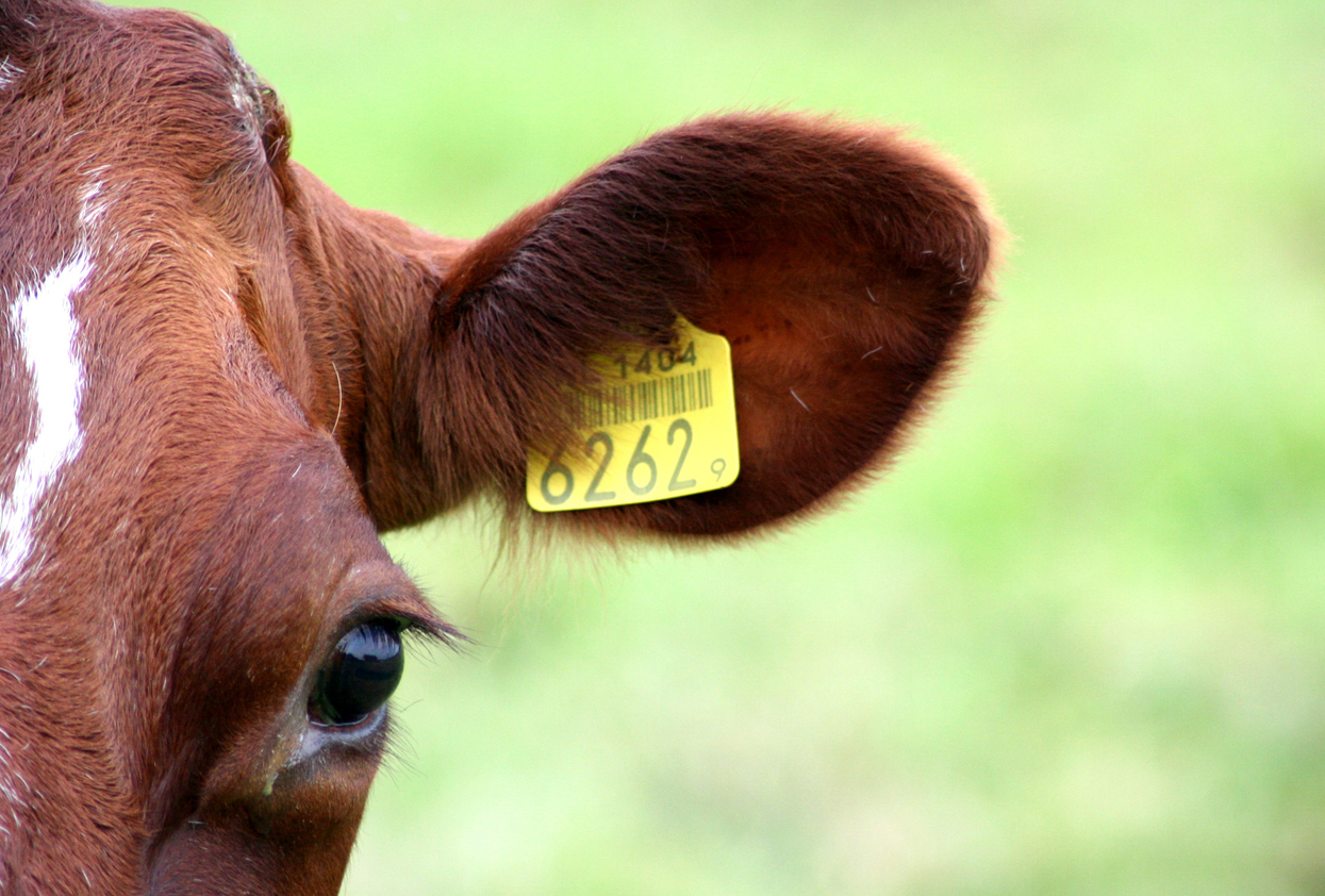 Headshot of a Dutch brown cow with yellow eartag
