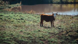 Vache au bord d’une mare entourée de pâturages et d’arbres