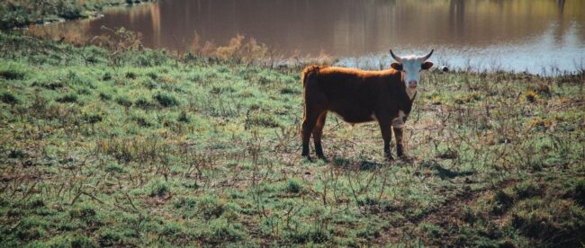 Vache au bord d’une mare entourée de pâturages et d’arbres