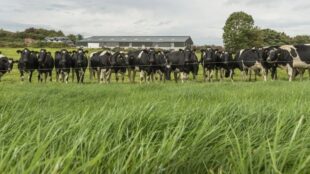 Troupeau de vaches derrière une clôture dans une prairie verdoyante