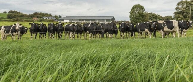 Troupeau de vaches derrière une clôture dans une prairie verdoyante